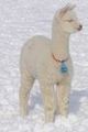 Her 2008 Cria