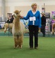 Cedar's Rowdy - Alpacapalooza '14