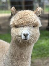 alpaca for sale