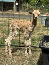 alpaca for sale