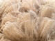 Stunning Fleece! 2019 shearing