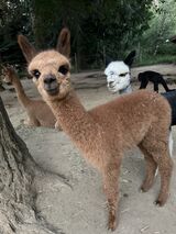 alpaca for sale