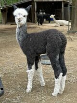 alpaca for sale