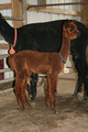 2011 cria