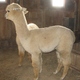 2011 cria