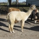 2010 cria