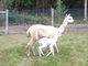 Star and her first cria