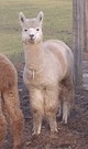 Star's first cria, Phoenix - nice male