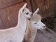 Star and her second cria - she is a great mom!