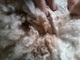 cria fleece