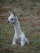 Mighty little cria!