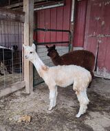 alpaca for sale