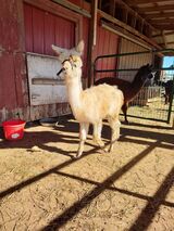 alpaca for sale