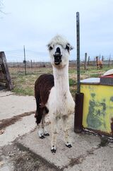 alpaca for sale