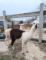 alpaca for sale