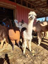 alpaca for sale