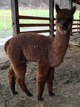 Phantom's cria, Meadow!