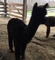 Phantom's cria, Aces! 