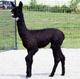 alpaca for sale