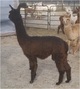 Conformation as a cria...