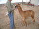 3RD CRIA RNI SAHARA DESERT