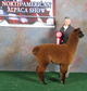 2nd North American Alpaca Show