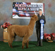 1st Cria Afternoon Delight 1st NAAS