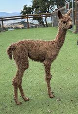 2024 cria Rogue's Carmella