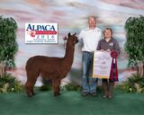 alpaca for sale