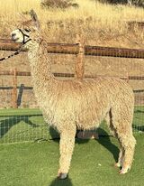 alpaca for sale