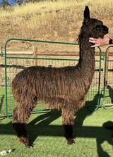 alpaca for sale