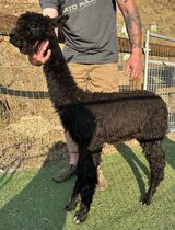 alpaca for sale