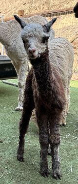 alpaca for sale