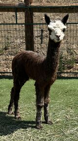 alpaca for sale