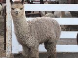 alpaca for sale