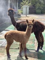 alpaca for sale