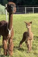 alpaca for sale