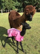 alpaca for sale