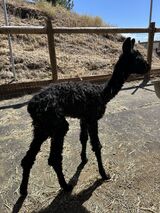 alpaca for sale