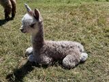 alpaca for sale