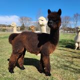 alpaca for sale