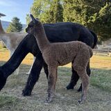 alpaca for sale