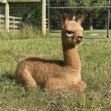 alpaca for sale