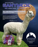 alpaca for sale