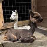 alpaca for sale