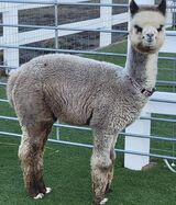 alpaca for sale