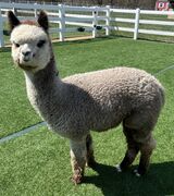 alpaca for sale