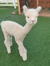 alpaca for sale