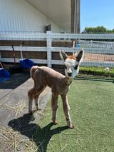 alpaca for sale