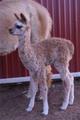 2006 Female Cria